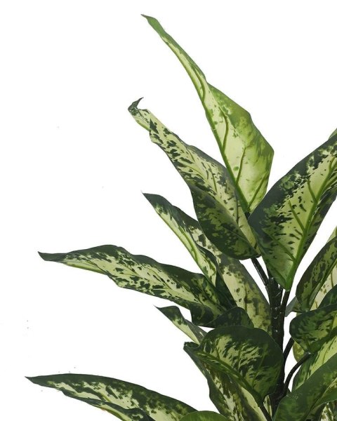 Kare Design KARE roślina dekoracyjna DIFENBACHIA 100 cm